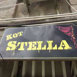 Kot Stella